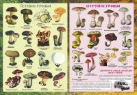 Хіхловський В. Плакат «Їстівні та отруйні гриби» 2255555500118