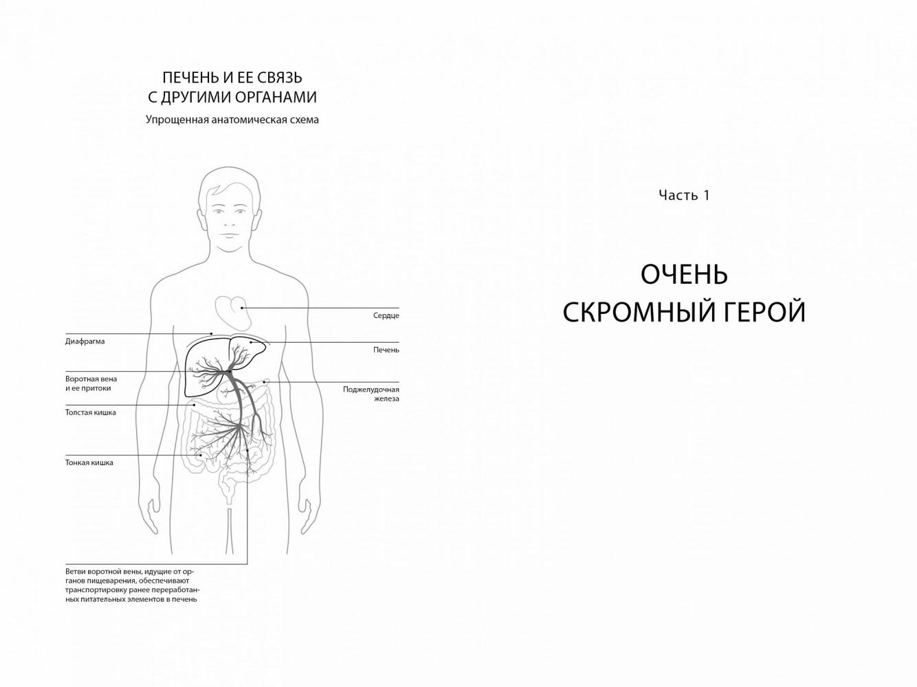 Перлемутер Габриэль - Помогите своей печени. Как сохранить здоровье  важнейшего органа надолго | Книжкова Хата - магазин цікавих книг! м.  Коломия, вул. Чорновола, 51